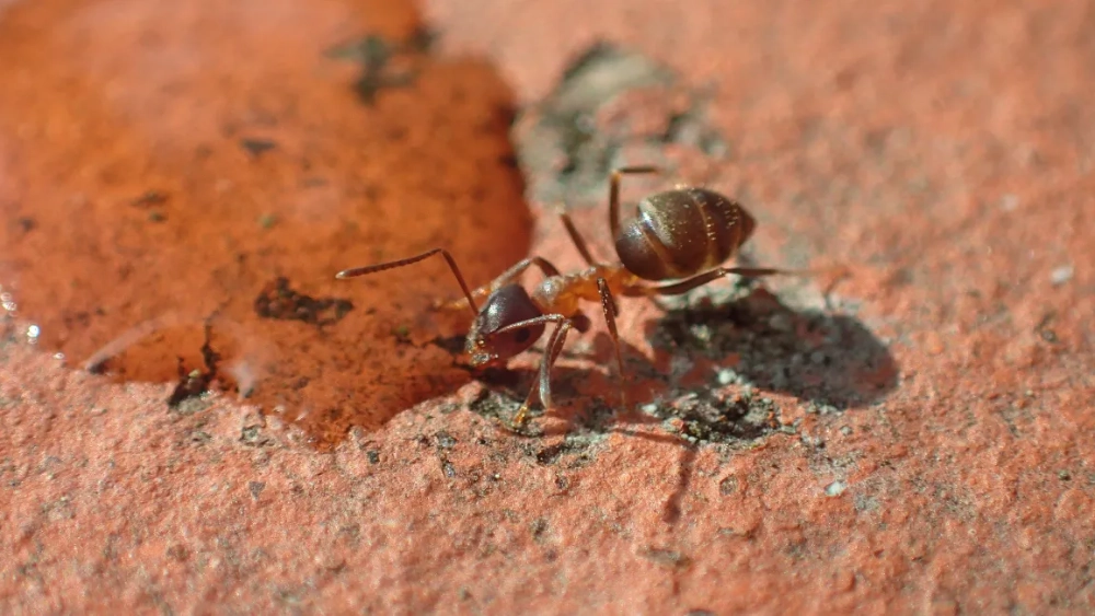 Tetramorium-caespitum-pavement-ant-id.webp