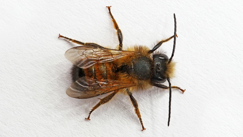 Abeille maçonne
