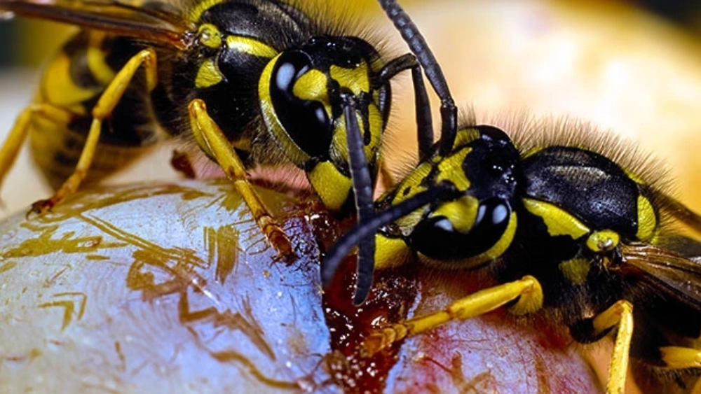 rentokil-image-global-stock-photo-wasps-glo.webp