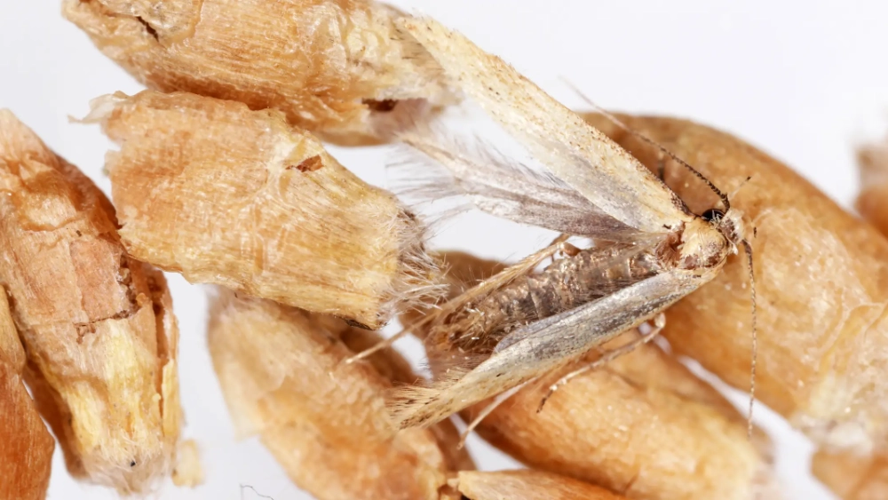 Teigne des grains
