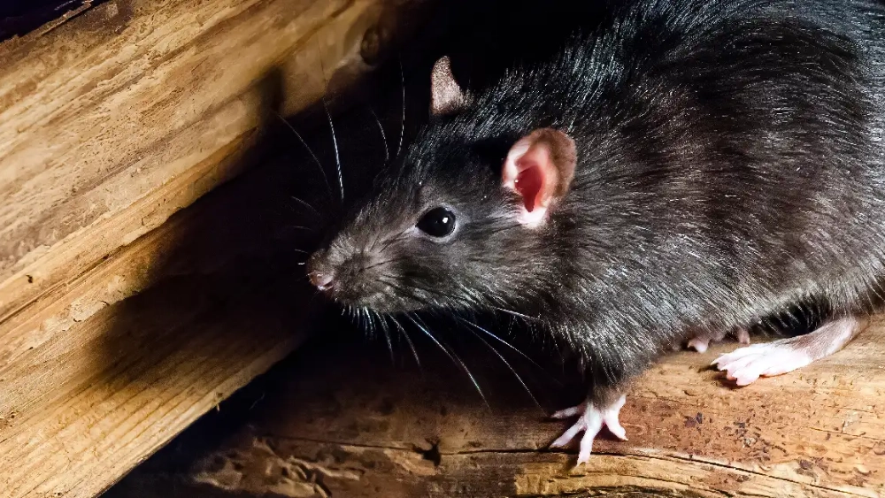 Le rat noir