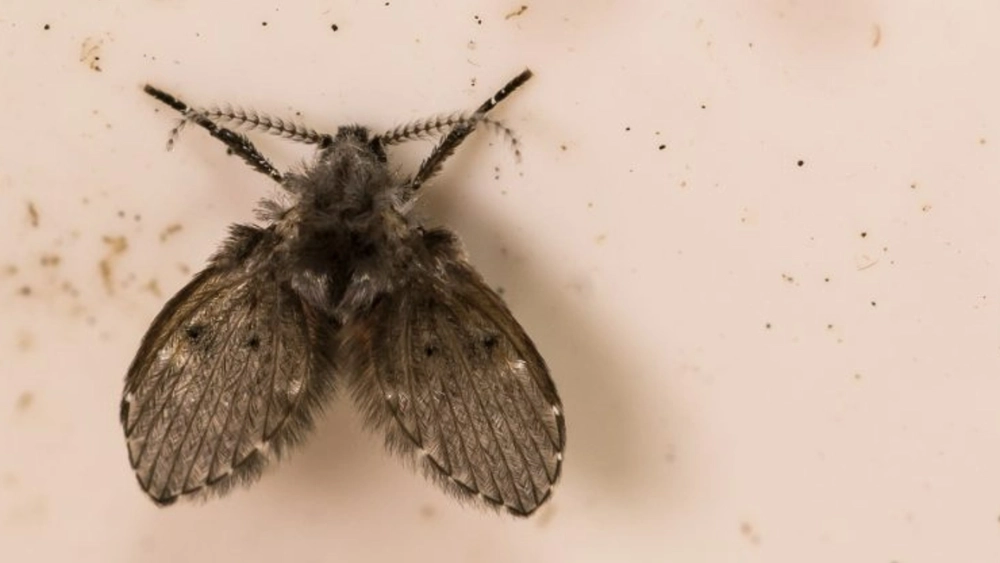 jcehrlich-image-drain-fly.webp