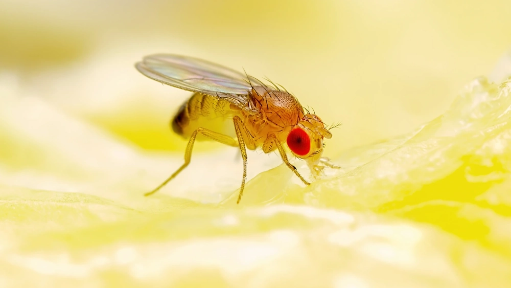 Mouche de Vinaigre (Drosophila species)