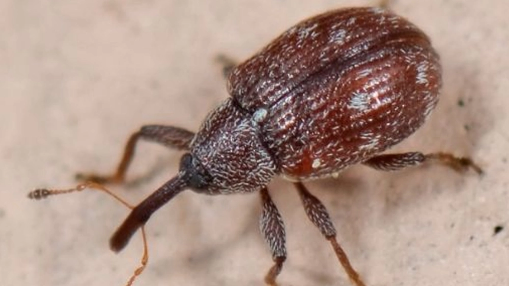 Granary weevil