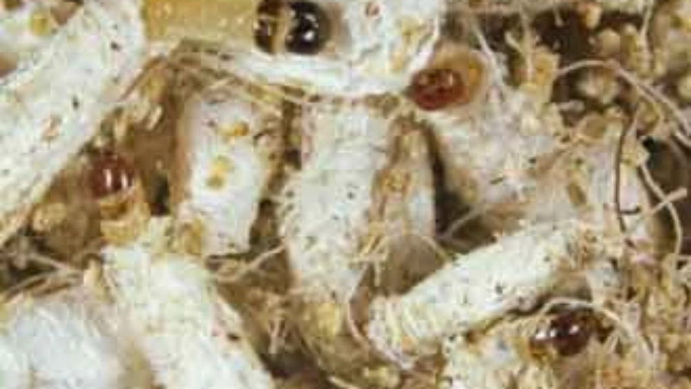 Mites des vêtements