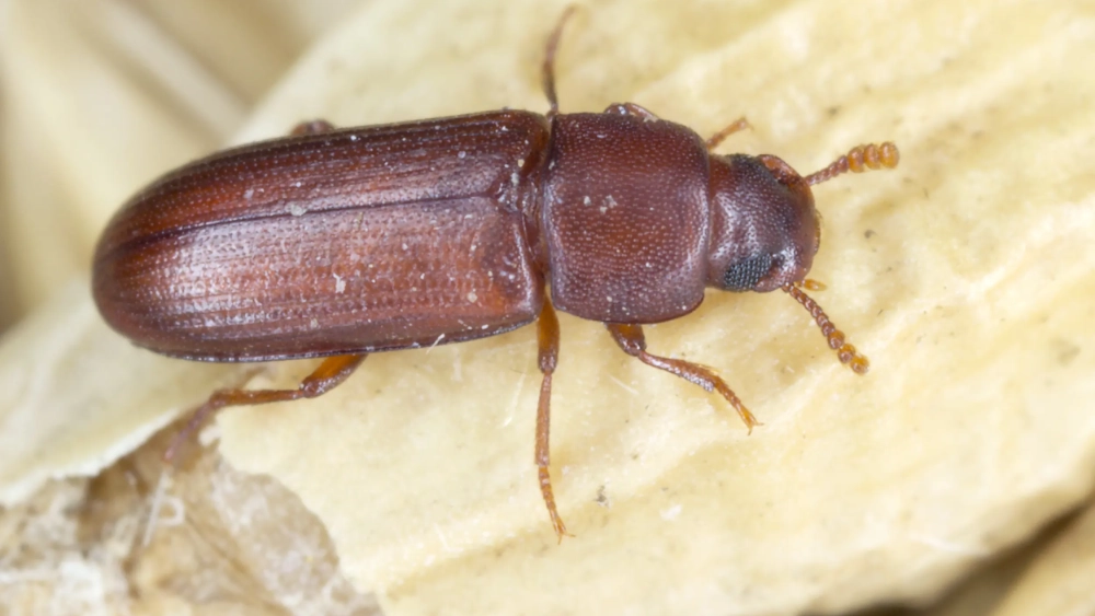 Tribolium rouge de la farine
