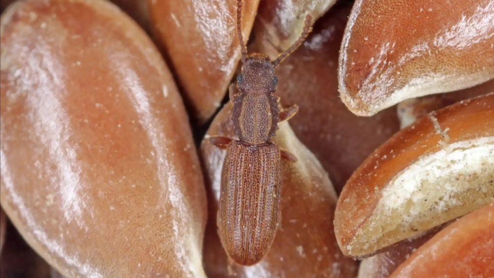 Merchant grain beetle