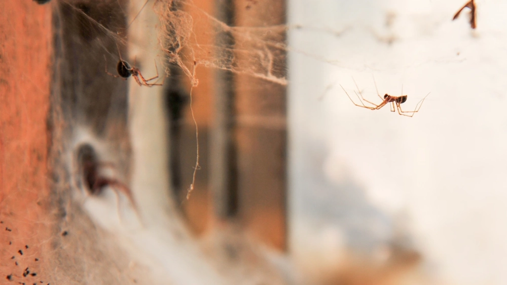 image-stock-house-spider-keeps-watch-getty-1330101857