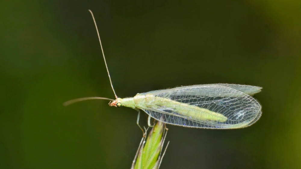 Chrysope (Chrysoperla carnea)