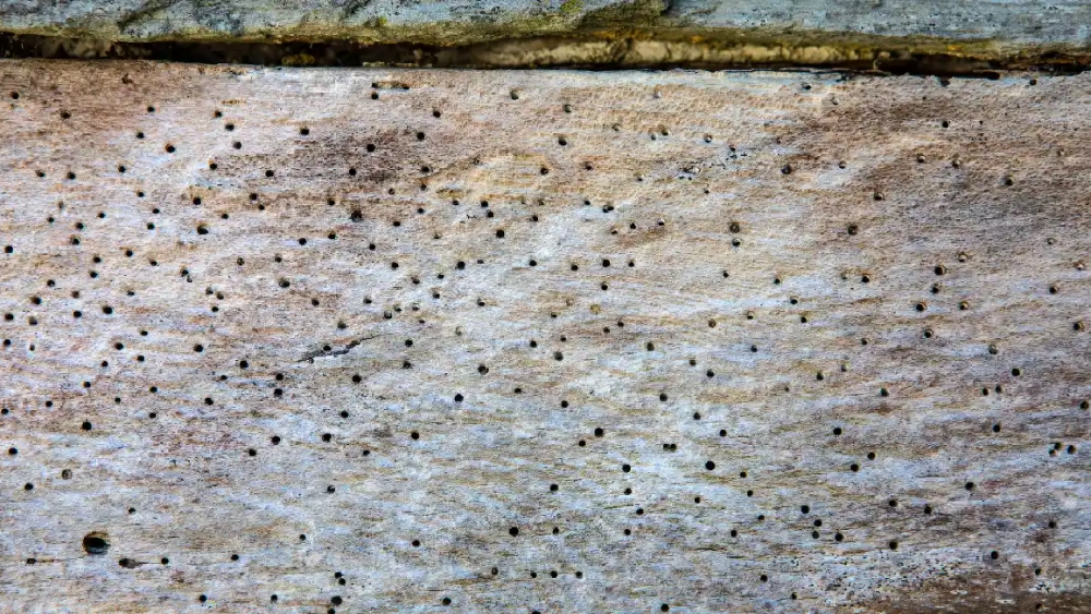 Polypore des caves