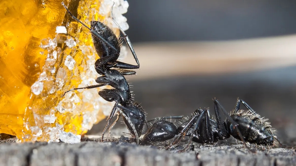 image-stock-pest-crawling-insects-black-ant-orange-fruit-jelly-with-sugar-close-up-glo-501515618.webp
