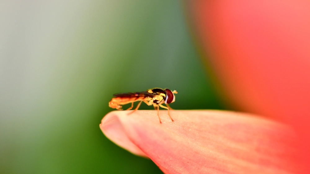 Chlorops grégaire (Thaumatomyia notata)