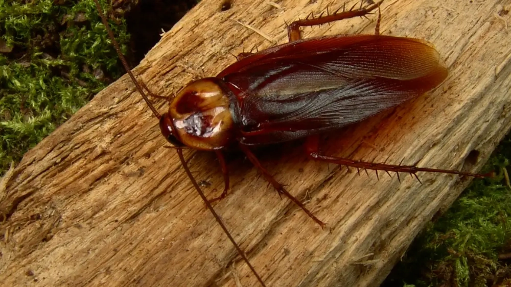Blatte américaine