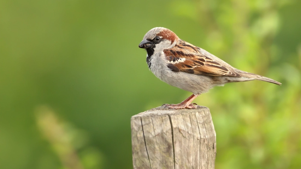 Répulsifs et répulsifs contre les oiseaux