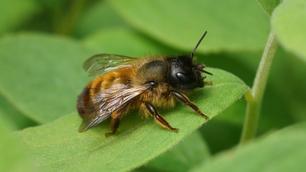 Abeille maçonne