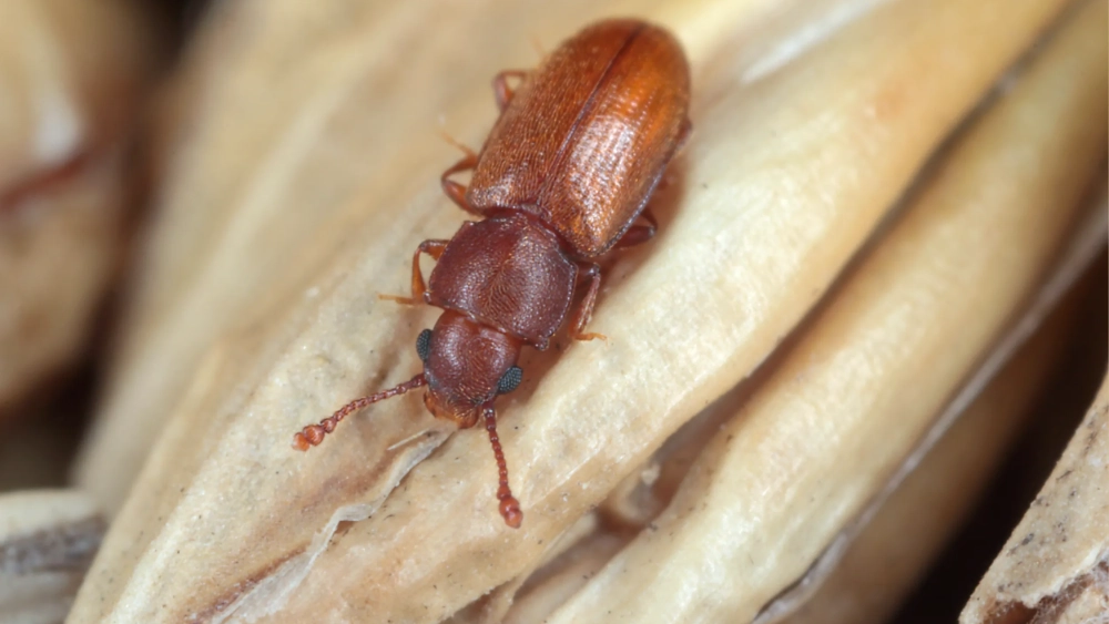 Saw toothed grain beetle