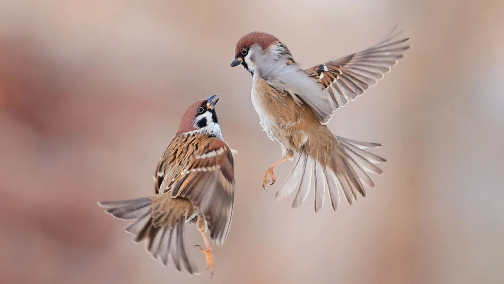 rentokil-image-pest-two-birds.webp