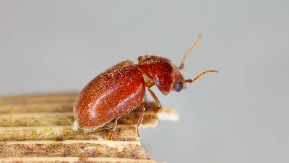 Cigarette beetle