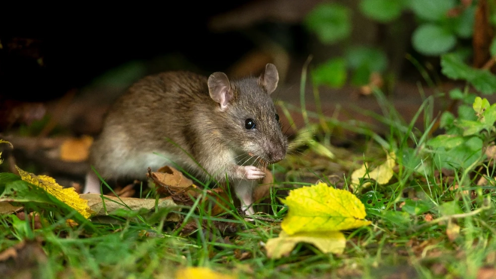 Rat brun