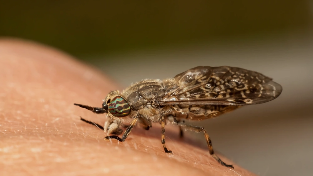 Taon à cheval (Family tabanidae)