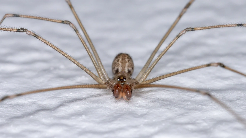 image-stock-cellar-spider-getty-1332706500