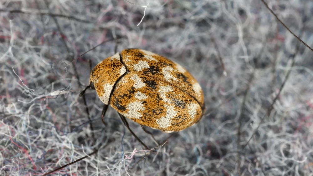 Furniture carpet beetle
