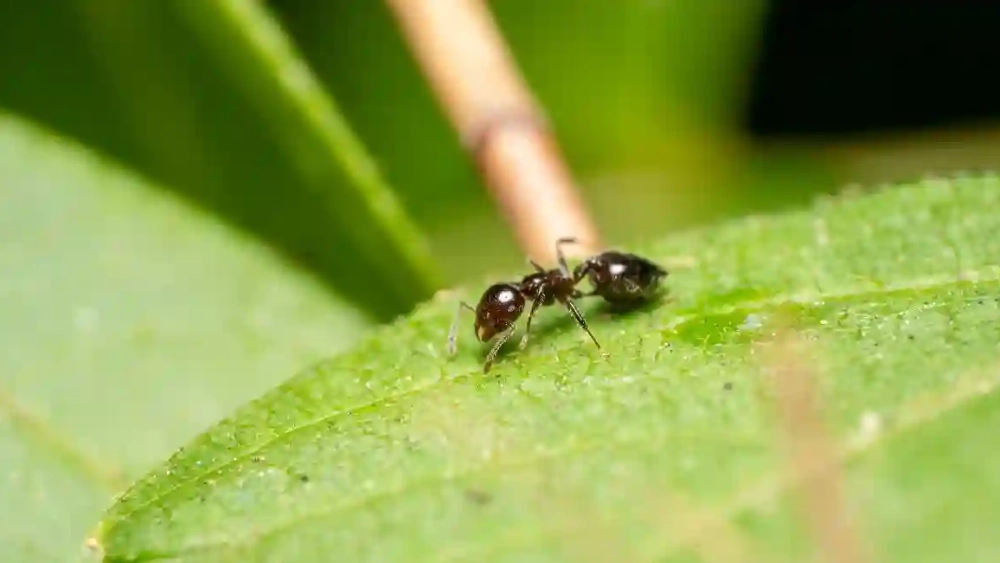 image-stock-black-house-ant-green-leaf-getty-1165241852 (1).webp