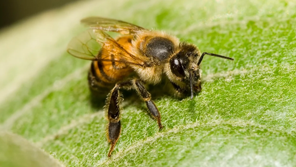 Abeille domestique
