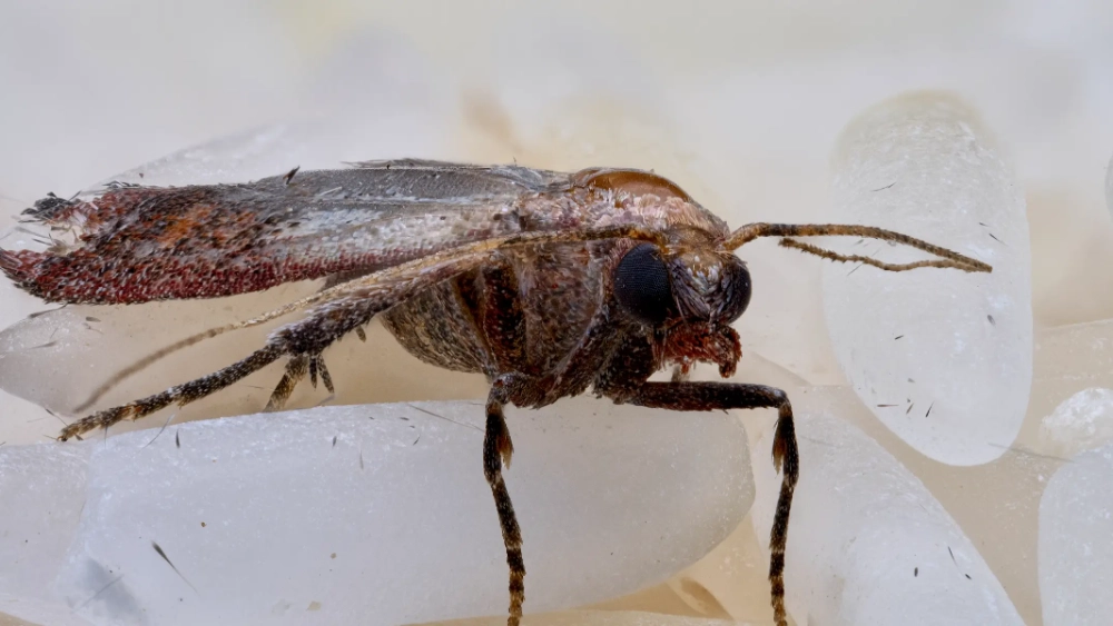 Papillon processionnaire du chêne