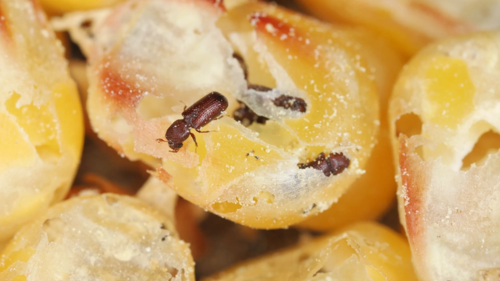 Lesser grain beetle
