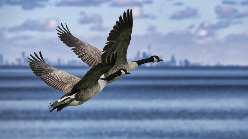 image-stock-pair-of-canada-geese-goose-flying-above-lake-getty-1372002119
