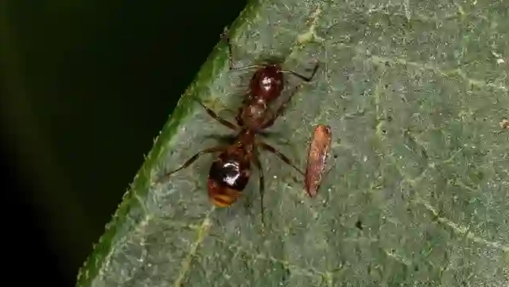 image-stock-odorous-house-ant-getty-1406261769 (1).webp