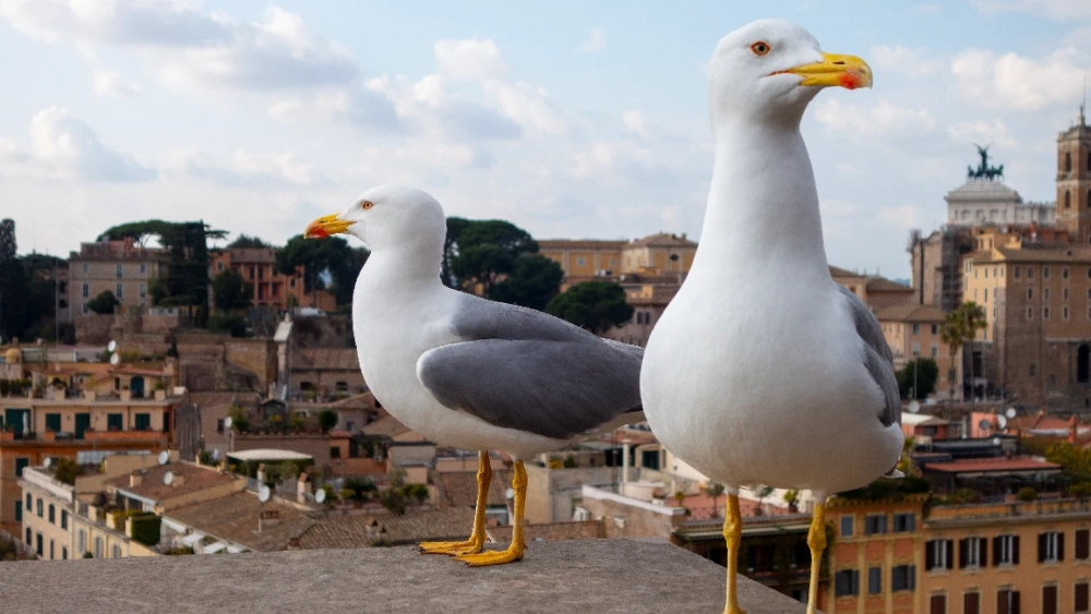 image-stock-seagull-with-city-getty-1334368739