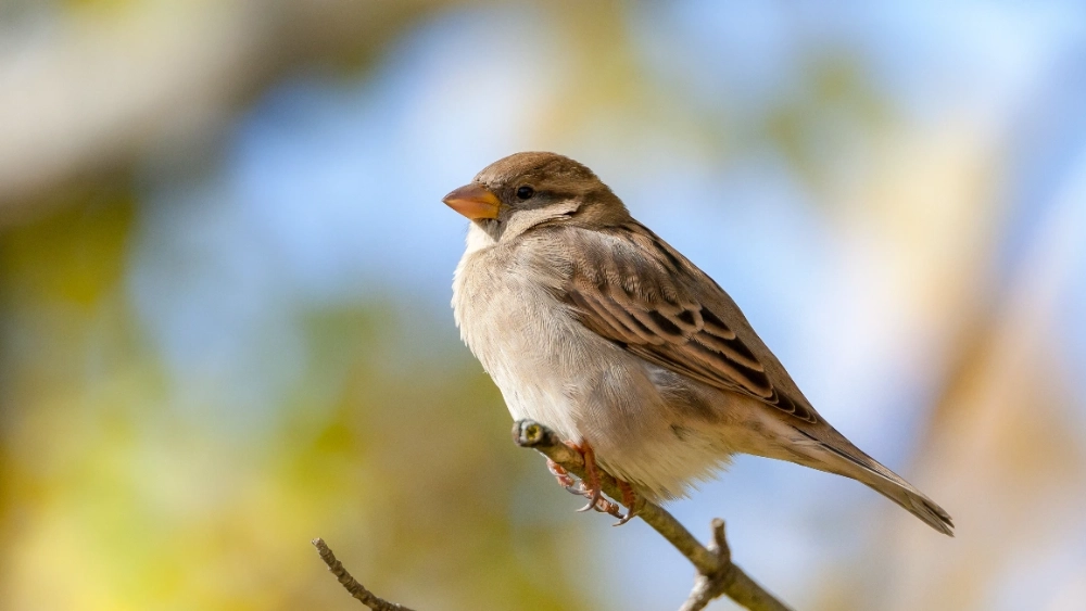 image-stock-sparrow-bird.webp
