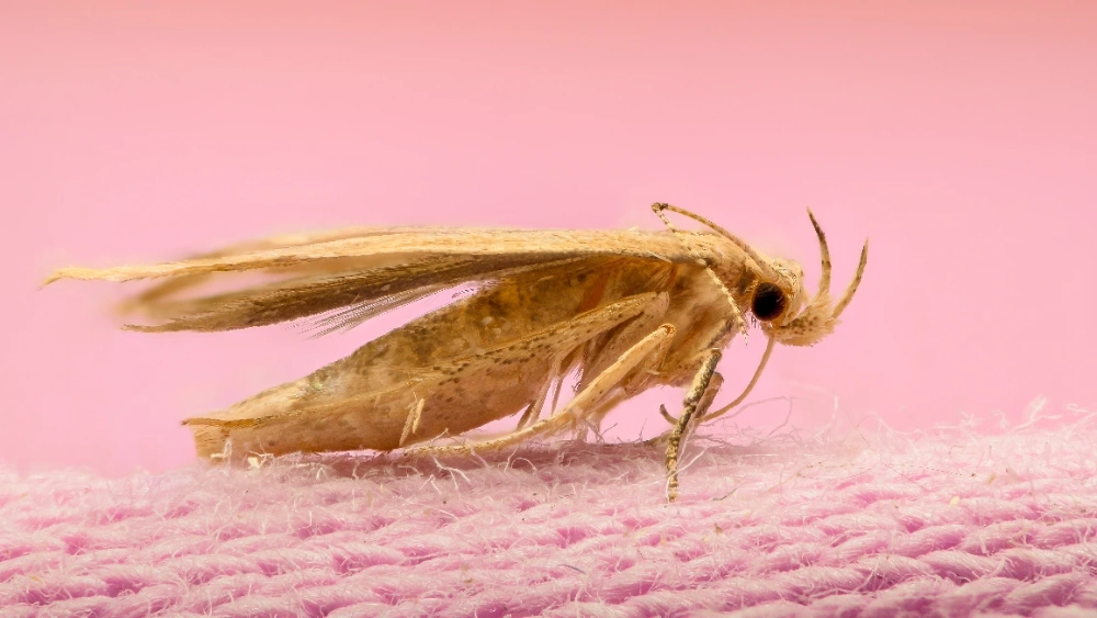 Webbing clothes moth