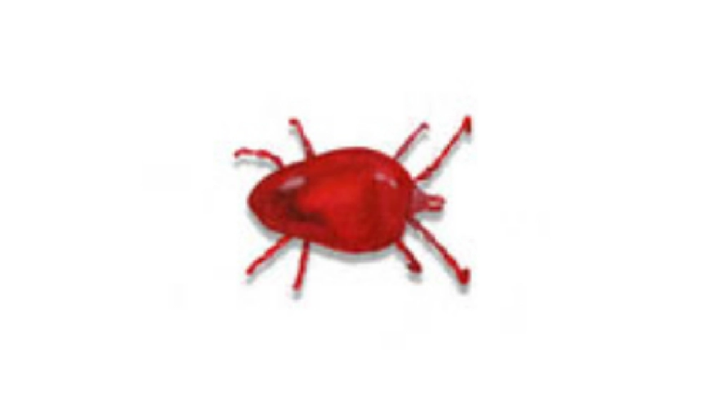 Araignée Rouge
