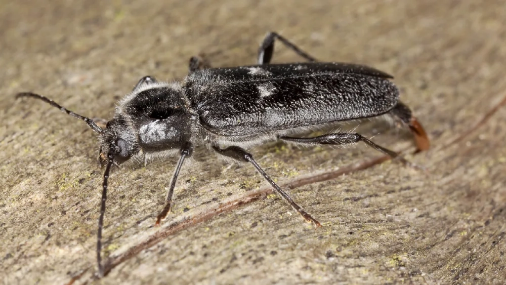 Old house borer