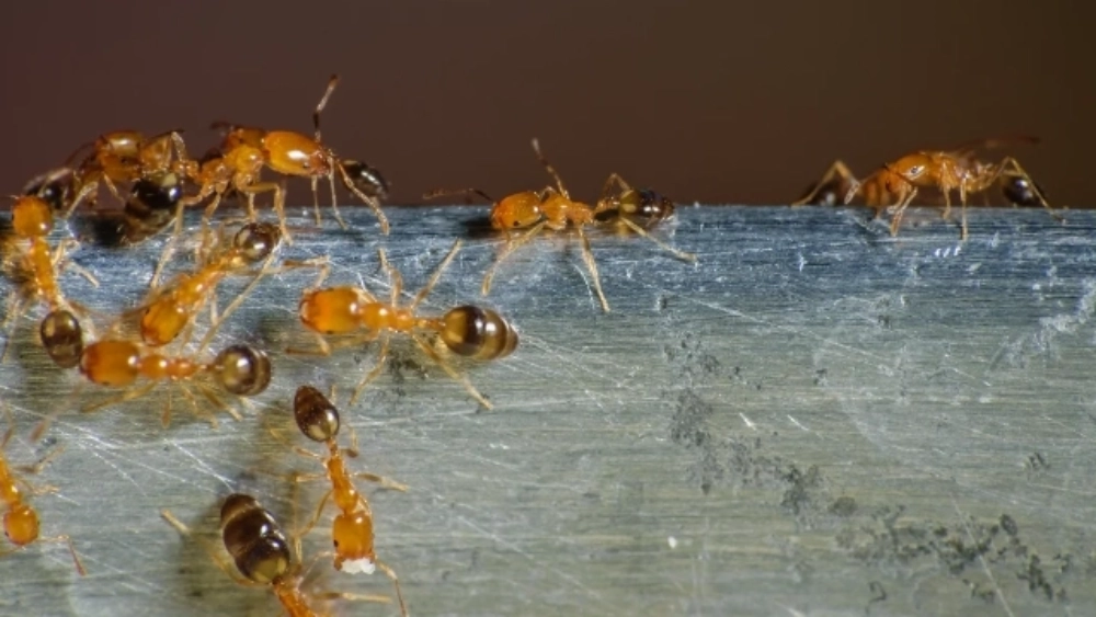 image-stock-pharaoh-ants-getty-1249648573