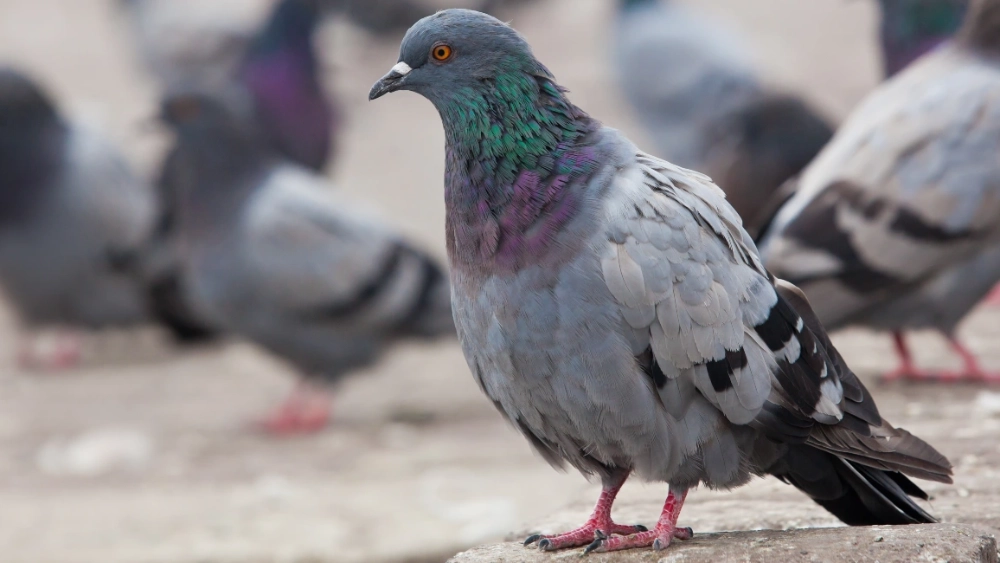 image-stock-urban-pigeons-closeup-getty-636191406