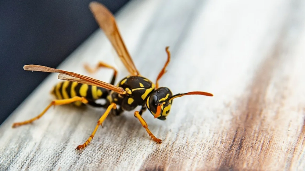 Wasp