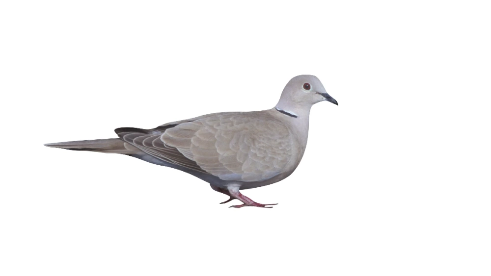 rentokil-eurasian-collared-dove-pest-bird-avian-pretty-tortola-turca-co