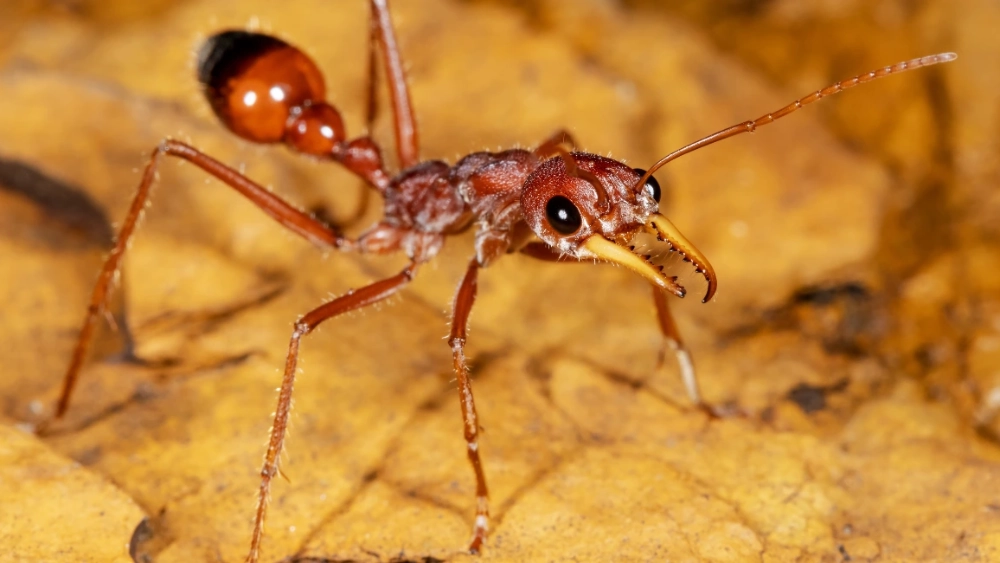 image-stock-bulldog-ant.webp