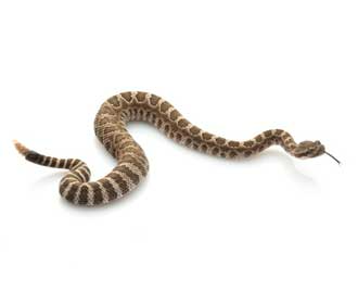 Rattlesnakes