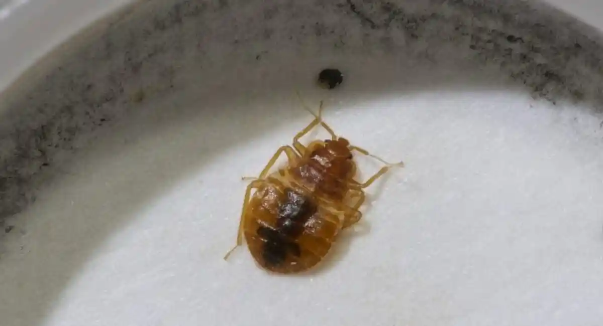 Bed bud stuck in basin