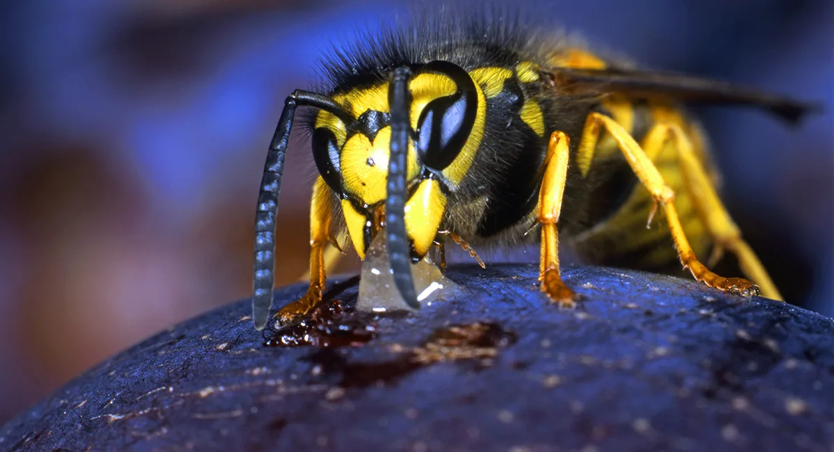 Picture of a wasp eating a piece of fruit in an urban environment