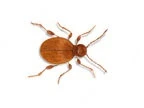 Golden Spider Beetle
