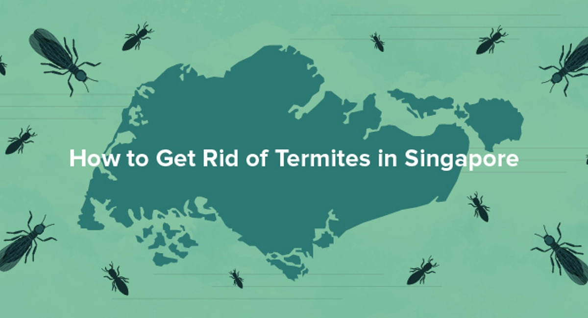 How to Get Rid of Termites in Singapore