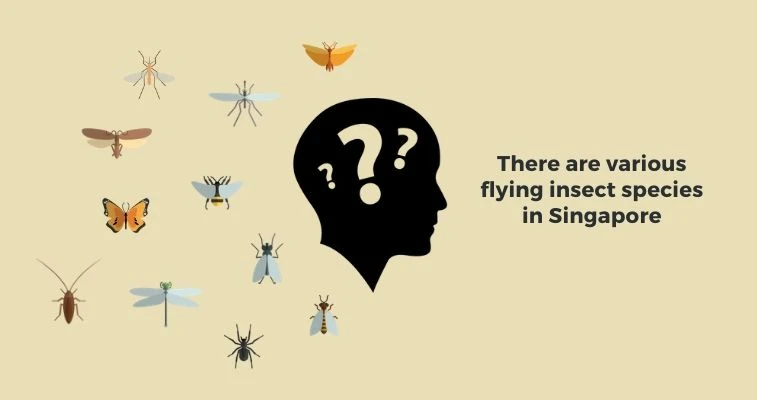 The Same Various Flying Insects In Singapore