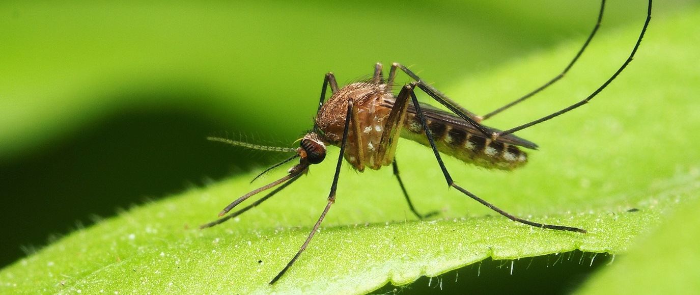 Pest challenges dengue and zika