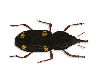 Maize weevil (Sitophilus zaemais)